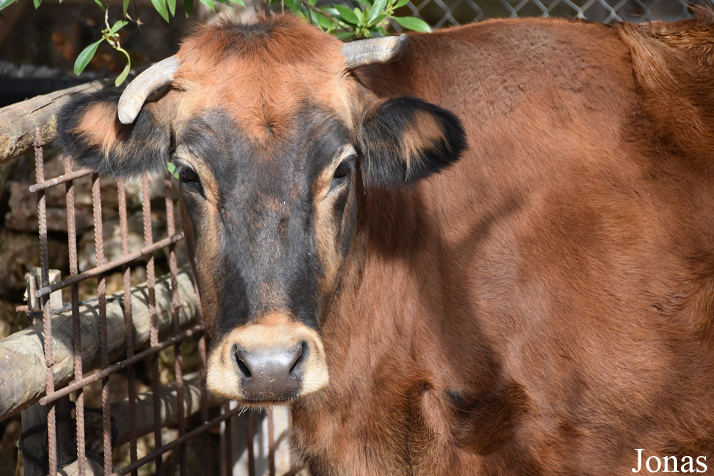 Vache Mallorquina