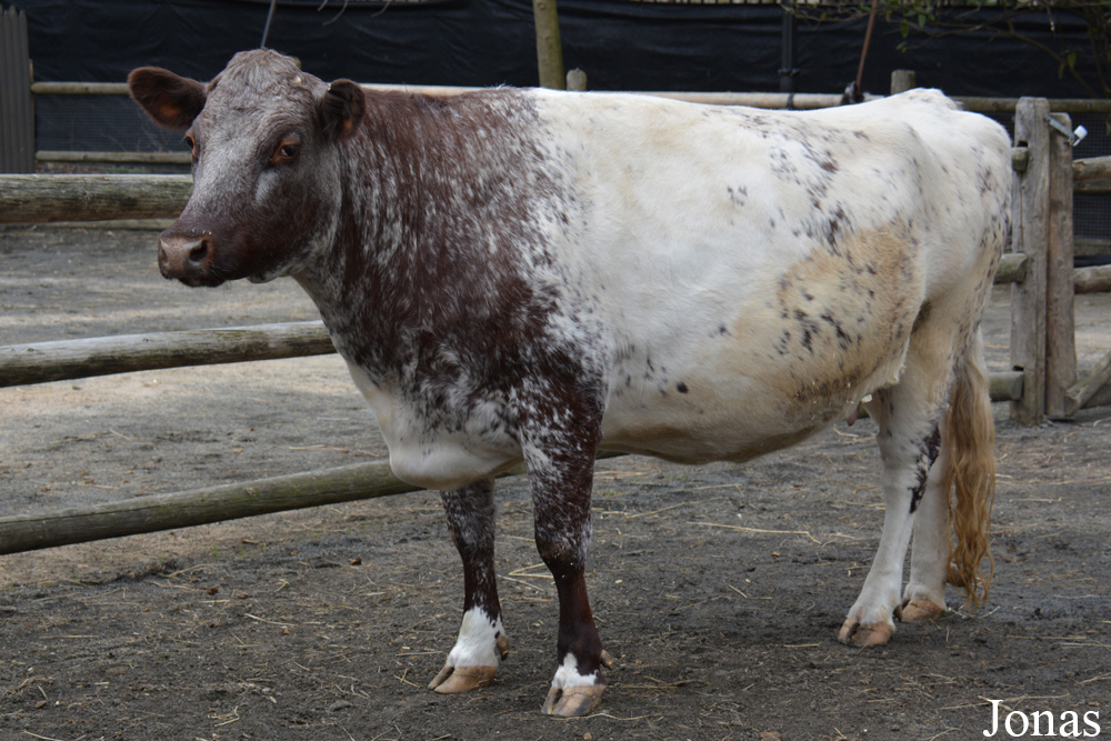 Vache Milking Shorthorn