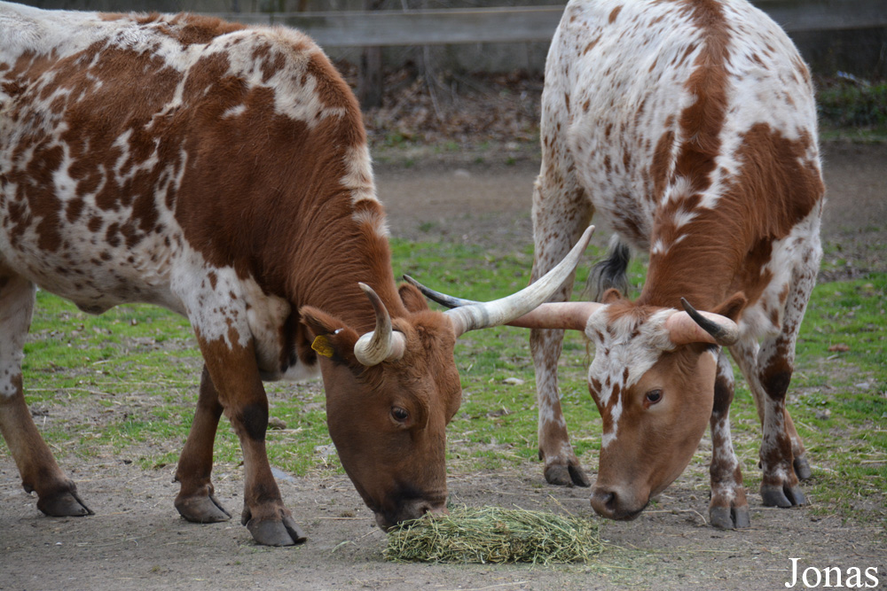 Vache Texas Longhorn