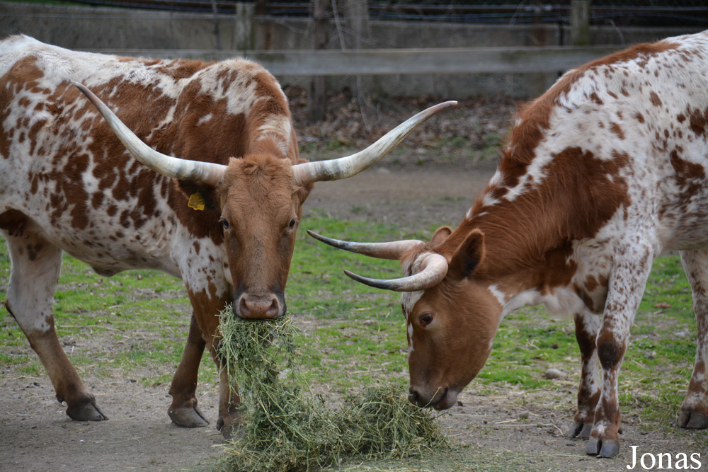 Vache Texas Longhorn