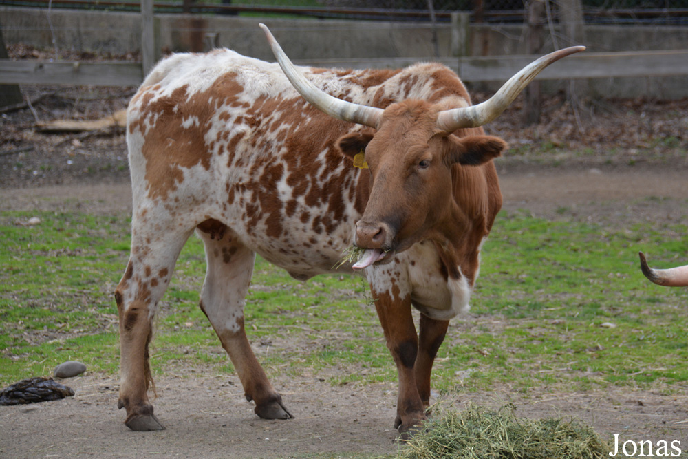 Vache Texas Longhorn