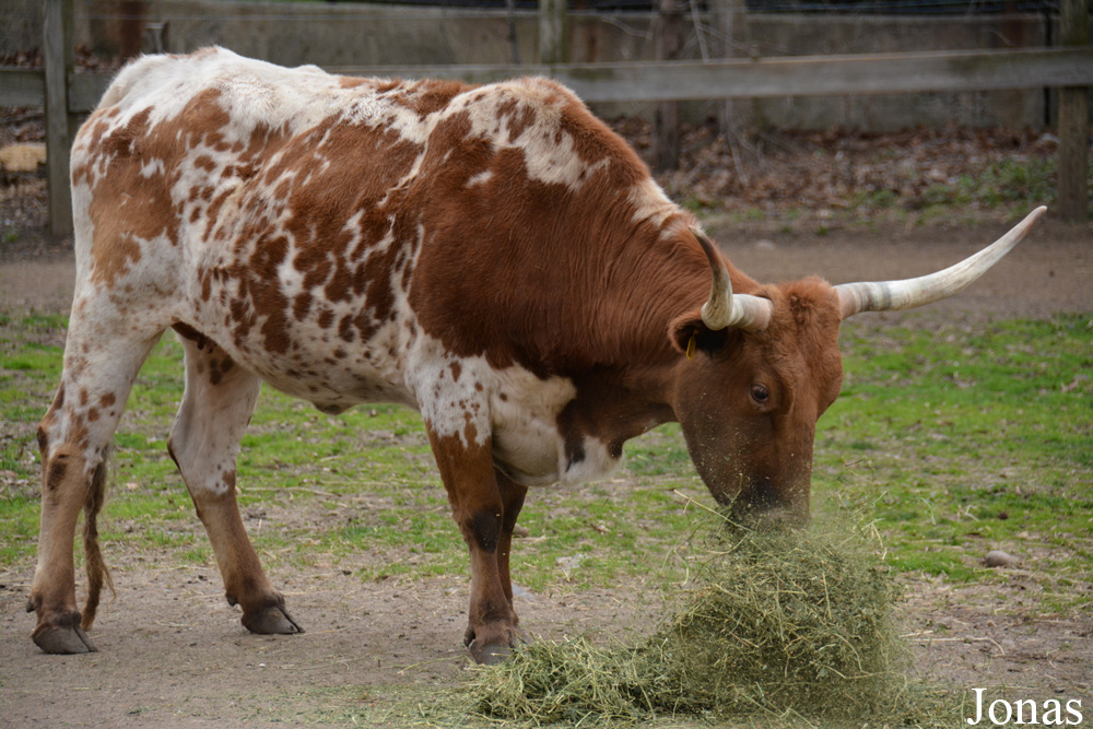 Vache Texas Longhorn