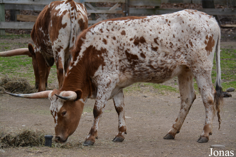 Vache Texas Longhorn