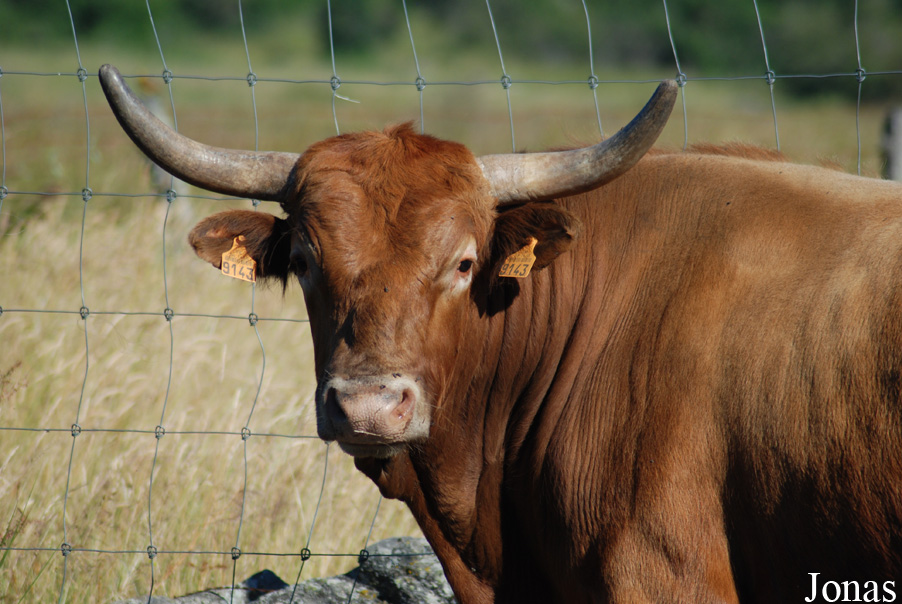 Vache Texas Longhorn