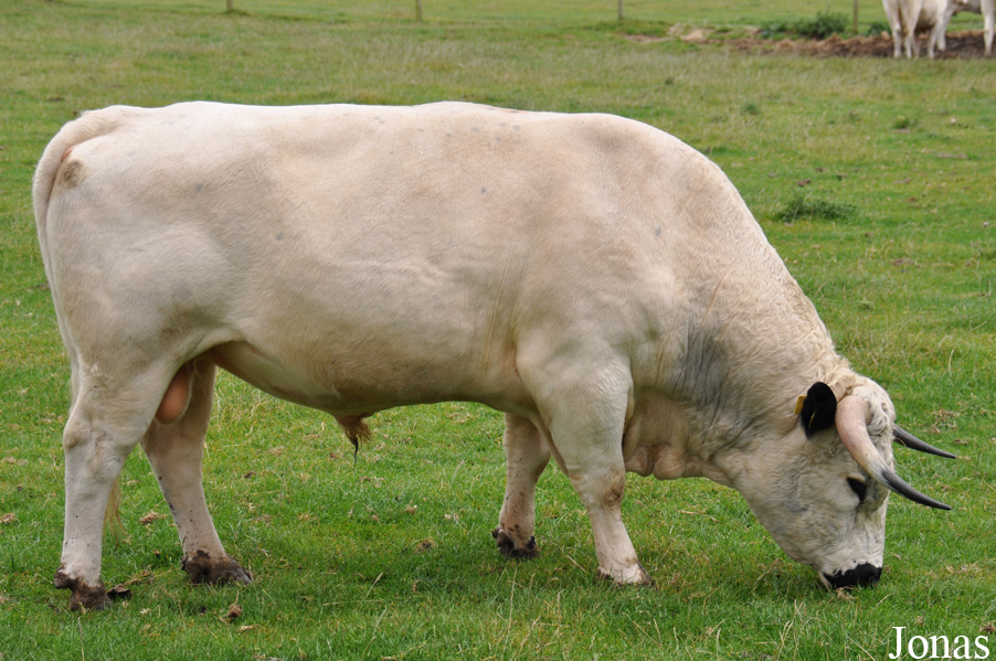 Vache White Park