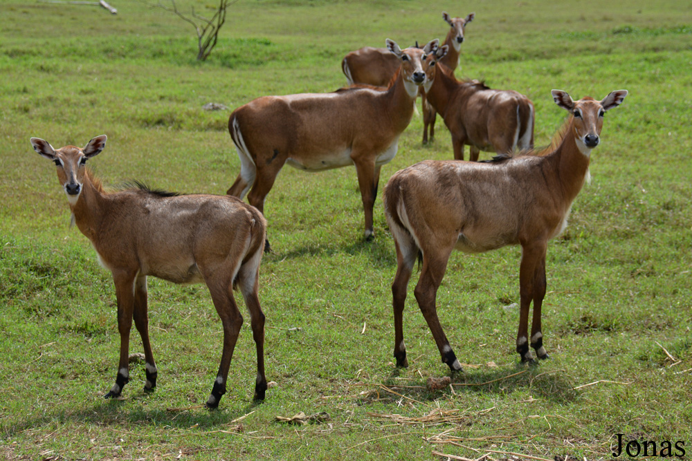 Boselaphus tragocamelus