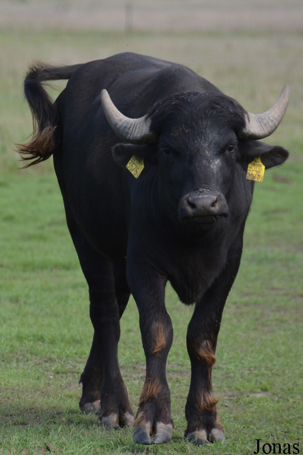 Bubalus bubalis
