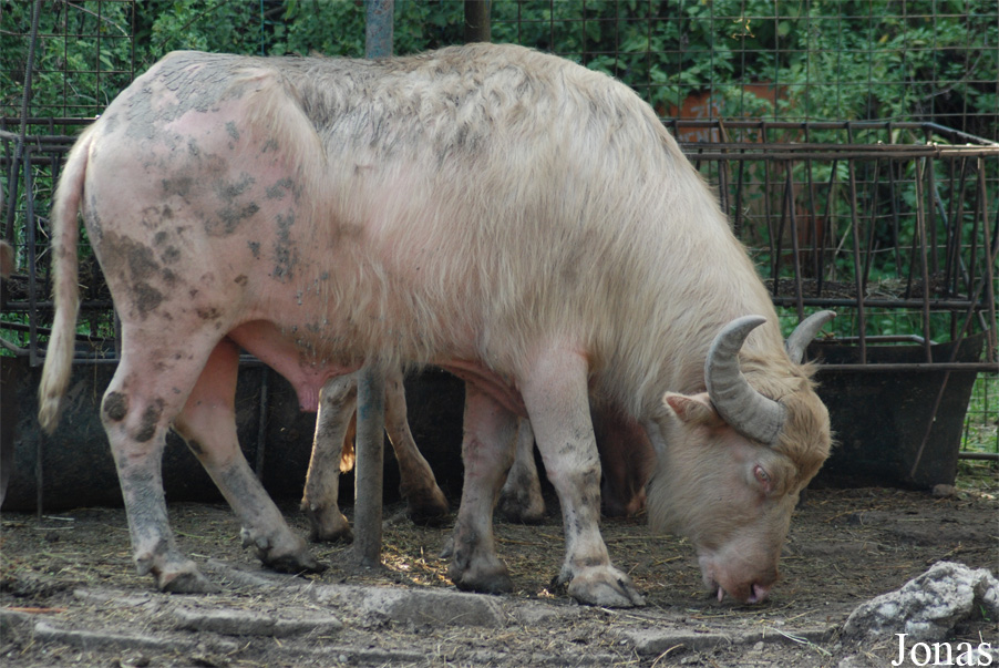 Bubalus bubalis