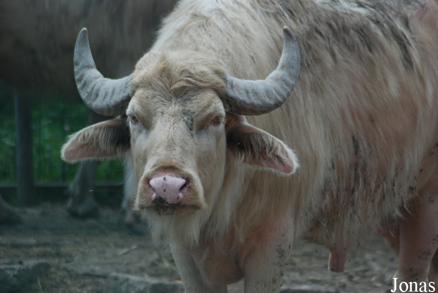 Bubalus bubalis