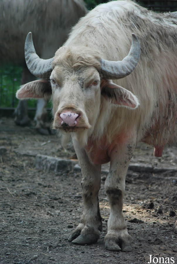 Bubalus bubalis