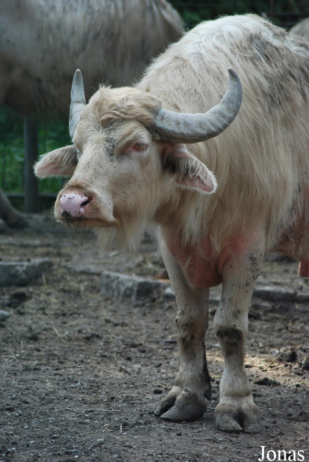 Bubalus bubalis