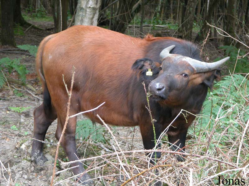 Syncerus caffer nanus