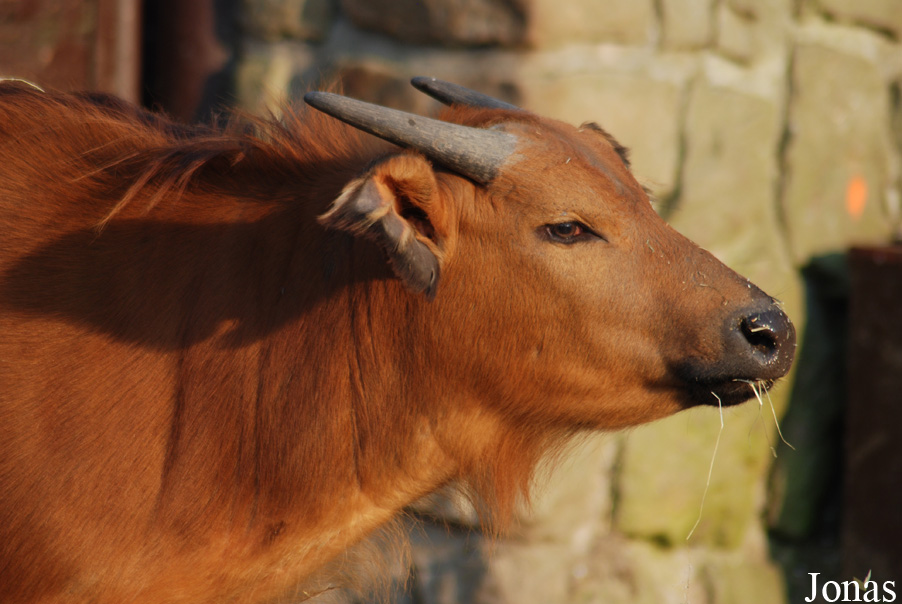 Syncerus caffer nanus