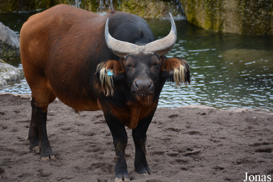 Syncerus caffer nanus