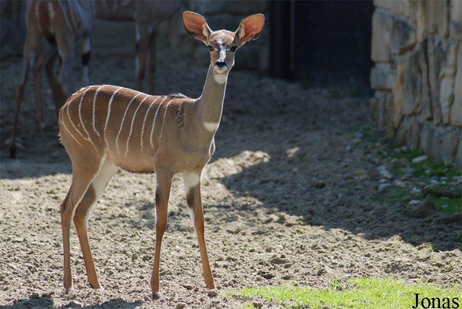 Tragelaphus imberbis australis