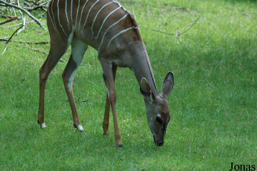 Tragelaphus imberbis australis