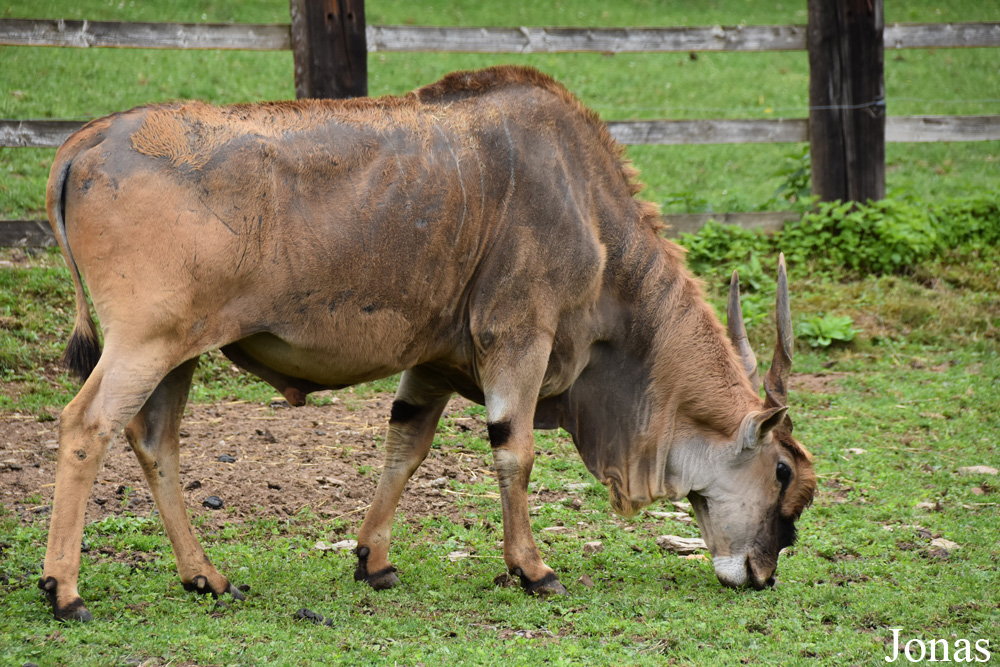Tragelaphus oryx