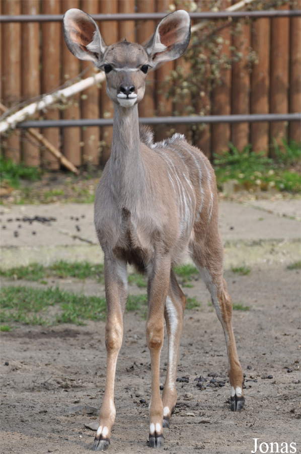Tragelaphus strepsiceros