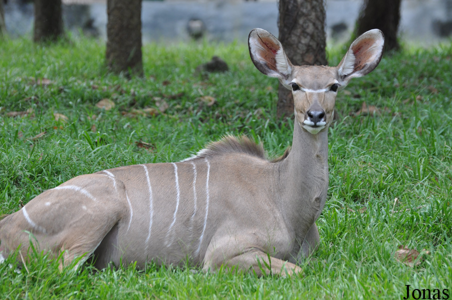 Tragelaphus strepsiceros