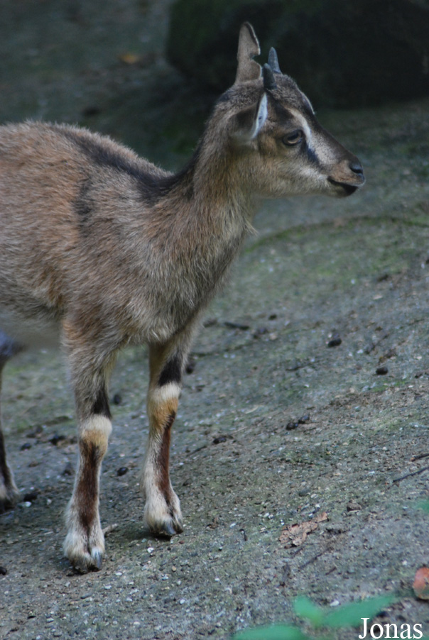 Capra aegagrus creticus