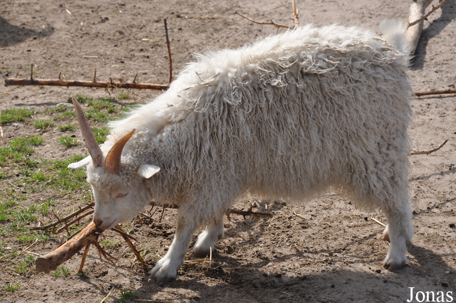 Chèvre Angora