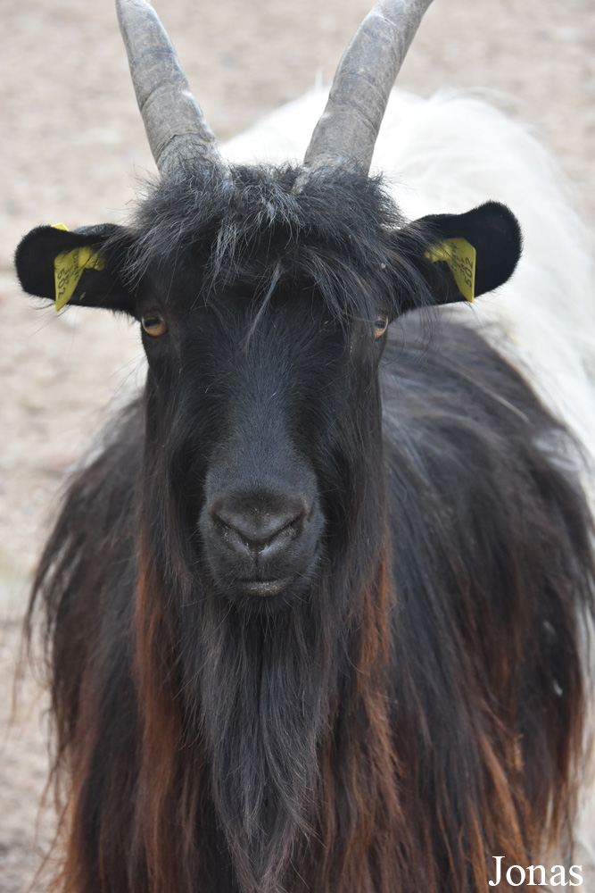 Chèvre à cou noir du Valais
