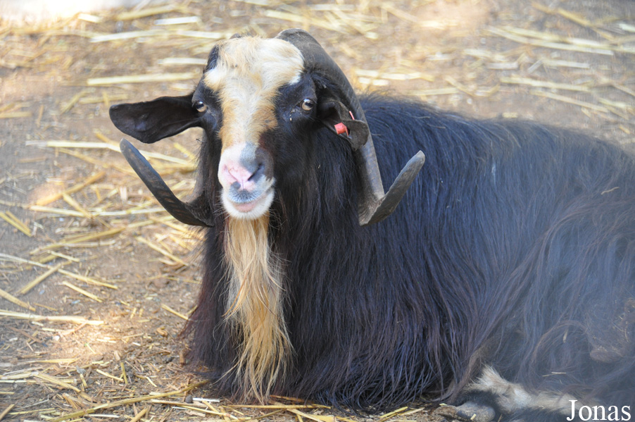 Chèvre de Syrie