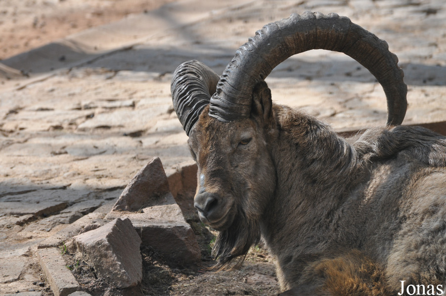 Capra caucasica