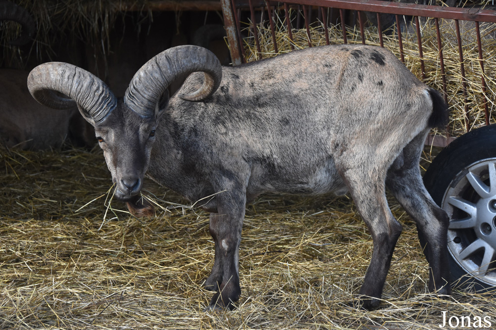 Capra cylindricornis