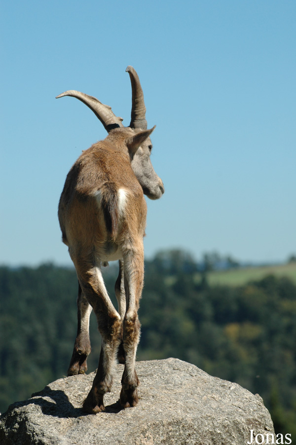 Capra ibex