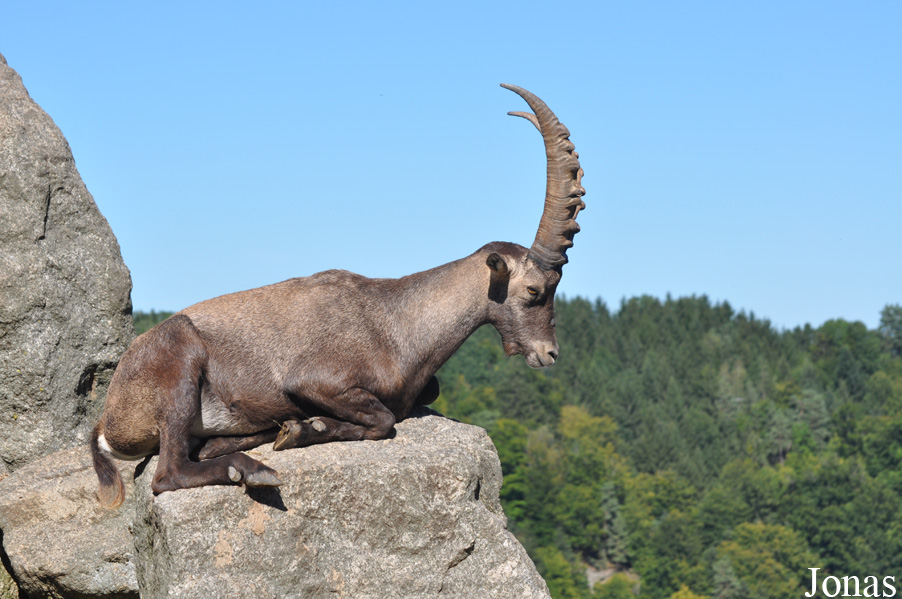 Capra ibex