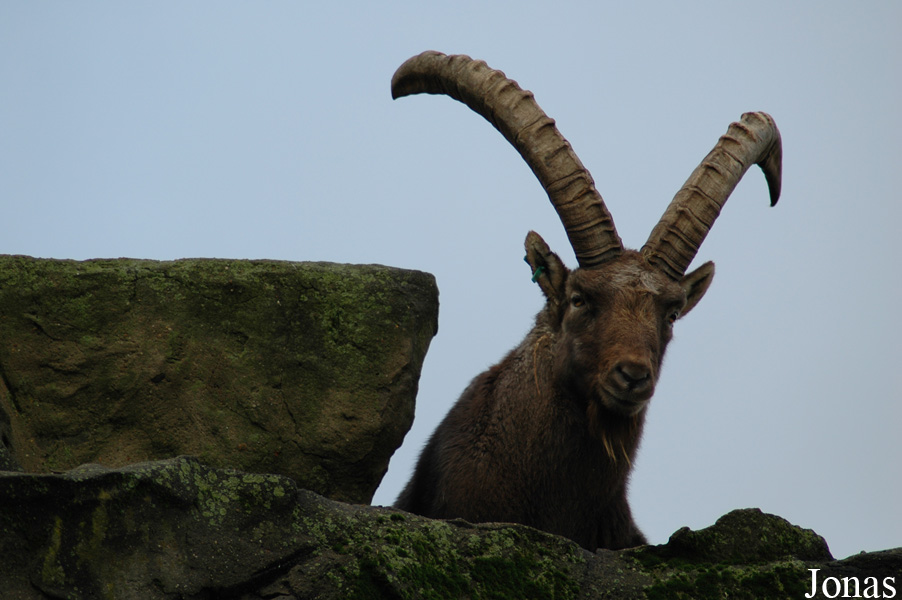 Capra ibex