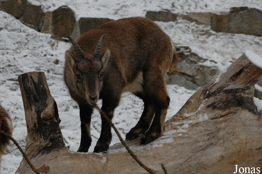 Capra ibex