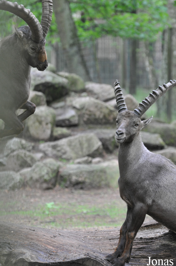 Capra ibex