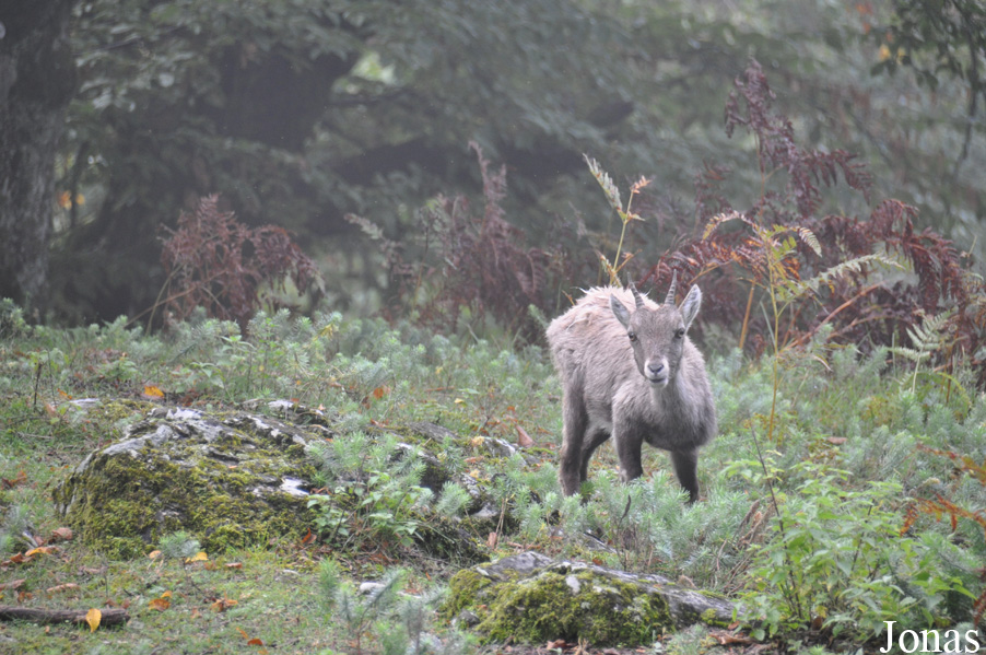 Capra ibex