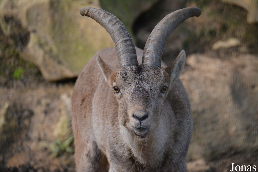 Capra pyrenaica