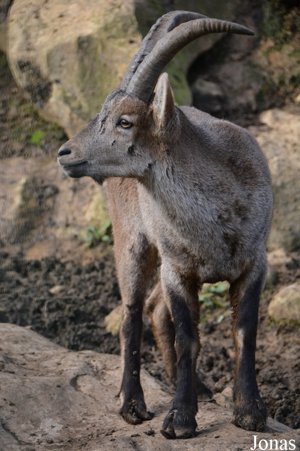 Capra pyrenaica