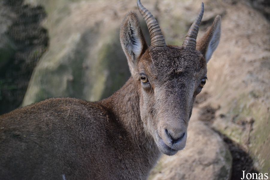 Capra pyrenaica