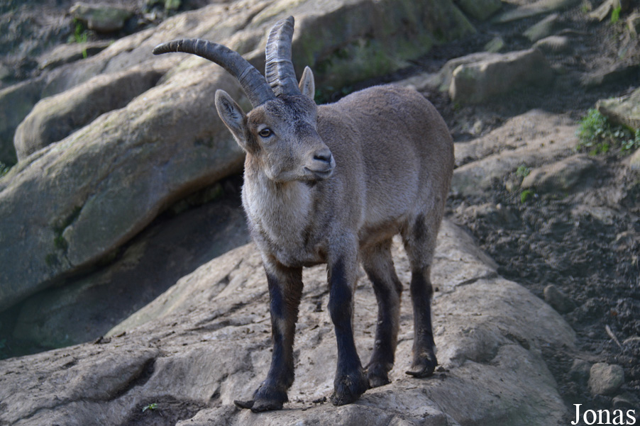 Capra pyrenaica
