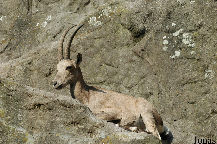 Capra sibirica
