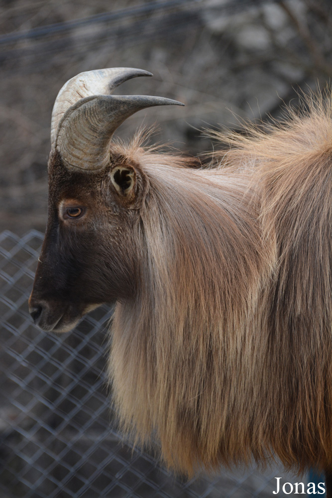 Hemitragus jemlahicus