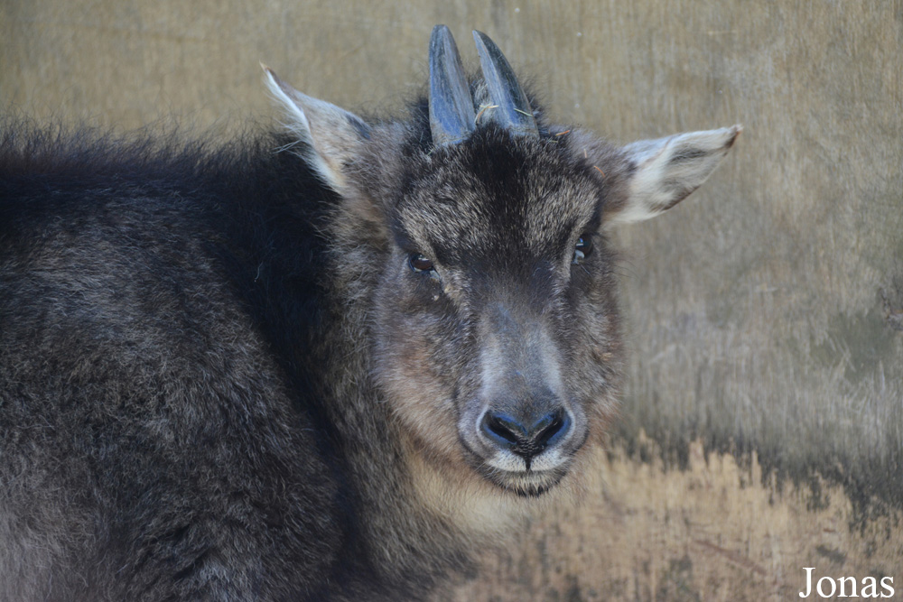 Naemorhedus caudatus