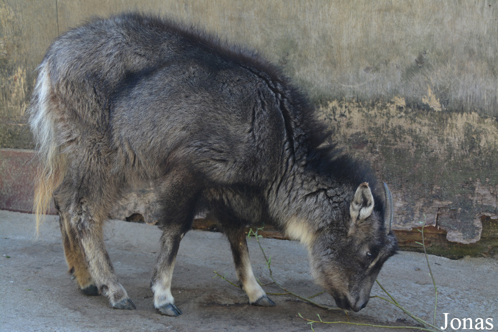 Naemorhedus caudatus