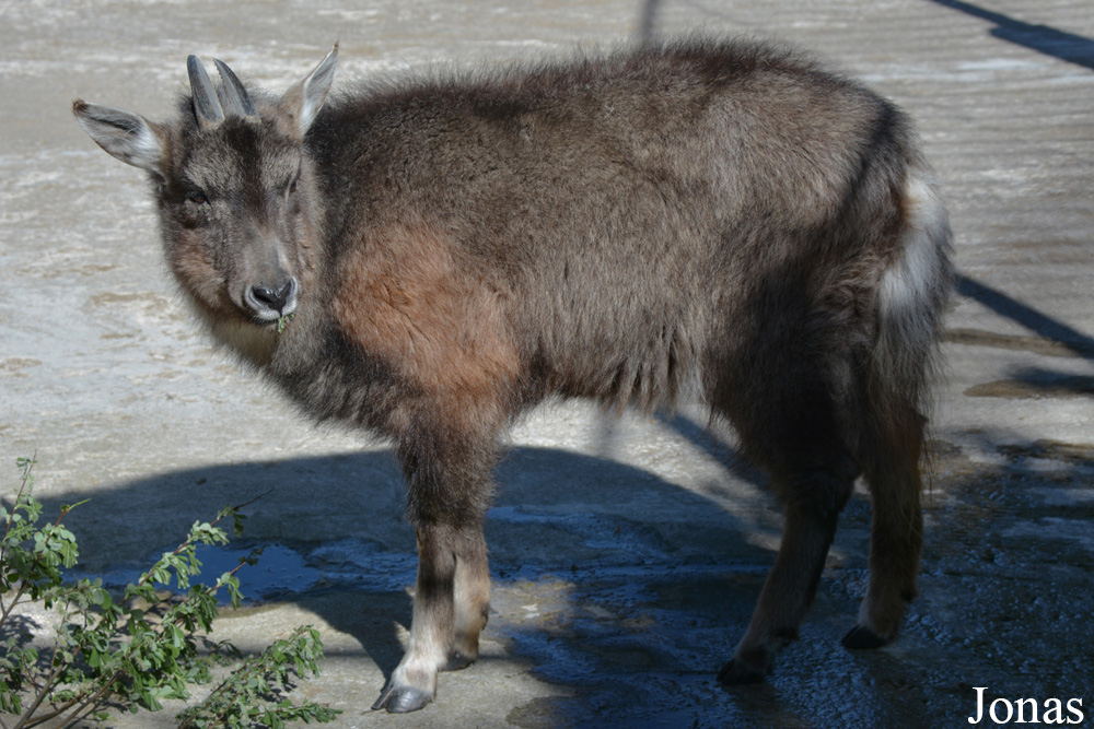 Naemorhedus caudatus