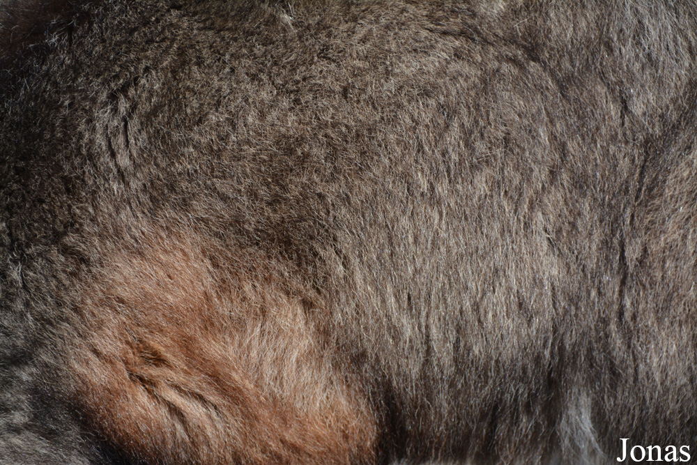Naemorhedus caudatus