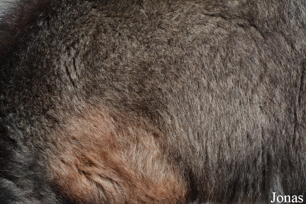 Naemorhedus caudatus