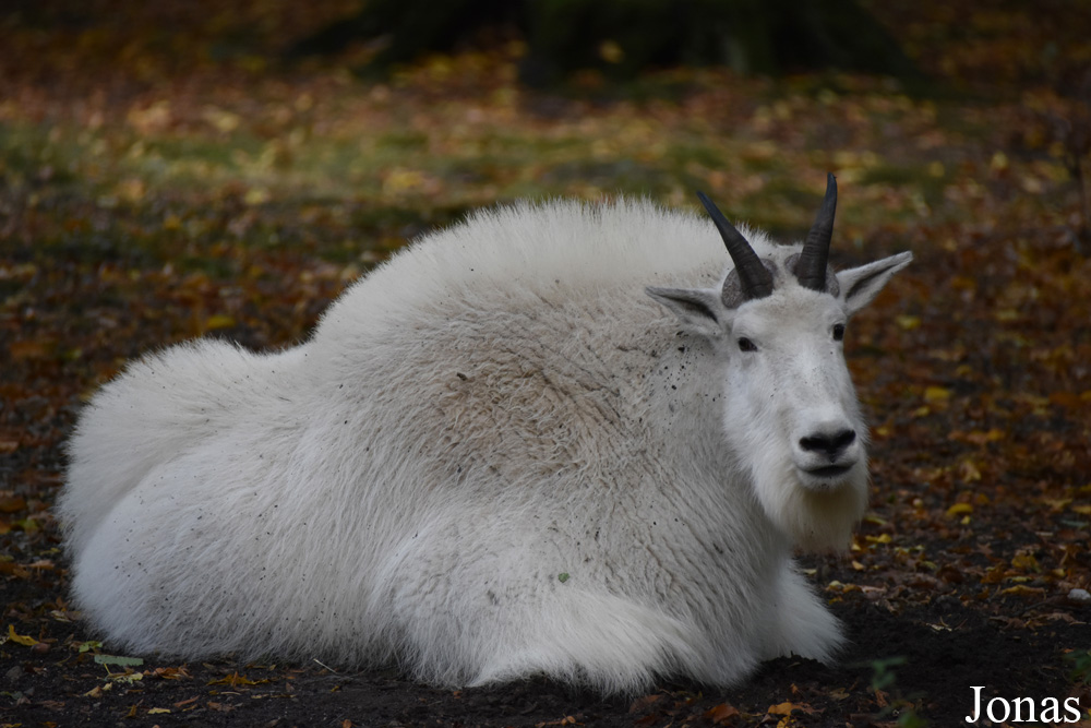Oreamnos americanus
