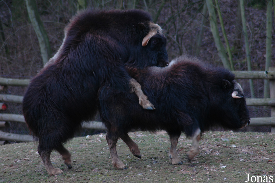 Ovibos moschatus moschatus