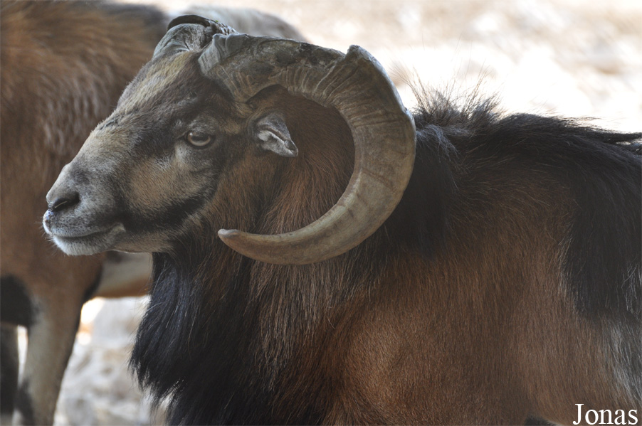 Mouflon méditerranéen