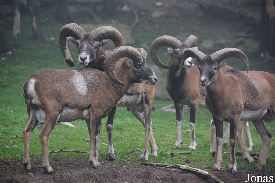Mouflon méditerranéen